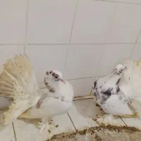 کبوتر دمچری|پرنده|قائمشهر, |دیوار