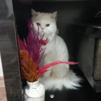 گربه