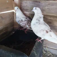 کبوتر پرشی نر و ماده غریب گرفته