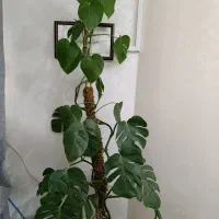 برگ انجیری،میخک هندی،کامپکت،فیکوس ابلق