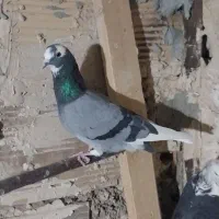 کفتر پرشی گرفتنی|پرنده|قرچک, داوود آباد|دیوار