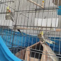 دو جفت عروس هلندی