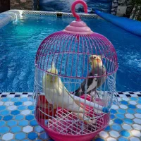 همراه خانم برای سالمند سالم