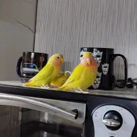 طوطی برزیلی جوجه