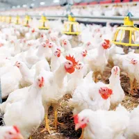 حراج مرغ گوشتی کیلویی 100 هزار تومان