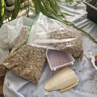 عروس هلندی|پرنده|سهند, |دیوار