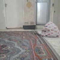 سگ تربیت شده نژادپامرشیتوز