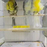 قناری فر آجی ۲۰۲۵|پرنده|یزد, |دیوار