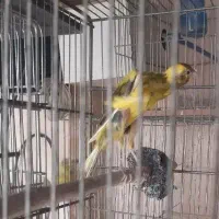 قناری یسر ماده