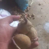 بذر سیب زمینی همدان گوزل دره مدل ۴۰۲