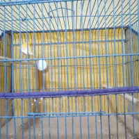 قناری زعفرونی|پرنده|بندرعباس, |دیوار