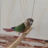 گیرینچیک فوق چلوندی