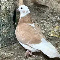 کفتر