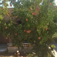 باغ400متری