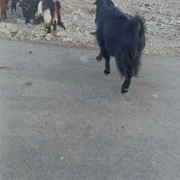بی چاق چاق