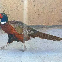 تخم نطفه دار