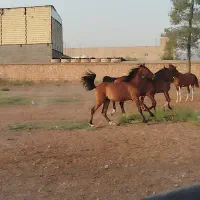 اسب|اسب و تجهیزات اسب‌سواری|شیراز, پادگان ولیعصر|دیوار