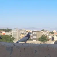 کفتر جفتگاه پرشی معاوضه با عروس کوتوله و...|پرنده|نیشابور, میدان حافظ|دیوار
