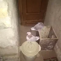 کبوتر|پرنده|بروجرد, |دیوار