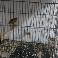 قناری ماده|پرنده|پاکدشت, پاکدشت (مامازند)|دیوار