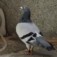 مسافتی ۱۰۰۰ نشسته