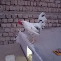 خروس گلین جوان