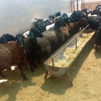 (انواع دام زنده گوسفند)|حیوانات مزرعه|پاکدشت, پاکدشت (مامازند)|دیوار