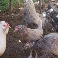 خروس گلین طوسی