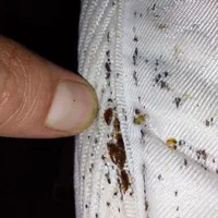 سمپاشی ساس سوسک مار عقرب موش کک موریانه حشرات|خدمات نظافت|آبادان, |دیوار