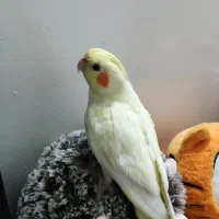 عروس هلندی لوتینو دستی