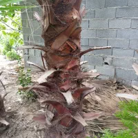 فروش پالم واشینگتن زمینی حدود20 اصله