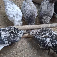 تخممرغ گلین لری جوجه کشی|حیوانات مزرعه|بهشهر, |دیوار