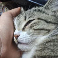 واگذاری گربه|گربه|میانه, |دیوار