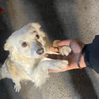 سگ گمشده|حیوانات|تهران, هرندی|دیوار