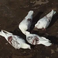 کفتر پشتدار و سرور|پرنده|پاکدشت, پاکدشت (مامازند)|دیوار