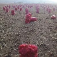 کارهای کشاورزی