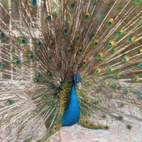 طاووس مصری نر و ماده سه ساله