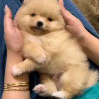 پامرانین طلایی