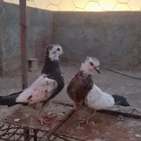 مفلق شکاردرجه یک معاوضه