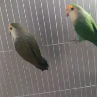 عروس هلندی، طوطی برزیلی، مینا