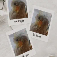 جوجه عروس هلندی دوماهه