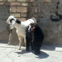 کهره گوسفند