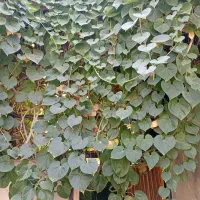 منزل مبله(کلبه آلونک)۱ ساعت ۲۵۰ دو ساعت ۳۵۰|اجارهٔ کوتاهمدت آپارتمان و سوئیت|شیراز, پودنک|دیوار