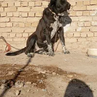 واگذاری سگ ماده