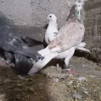 کبوتر پرشی زدخوردی