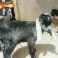 کهره شیر|حیوانات مزرعه|داراب, |دیوار