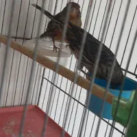 قناری اورجینال نگرو