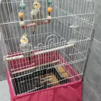 عروس هلندی نرو ماده