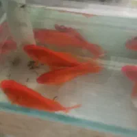 ماهی قرمز|ماهی|خان ببین, |دیوار