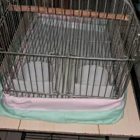 قفس در حد نو